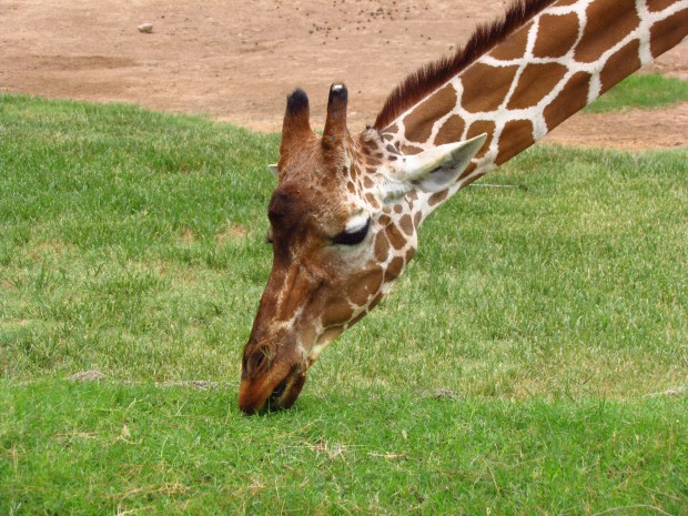 Denver, the giraffe