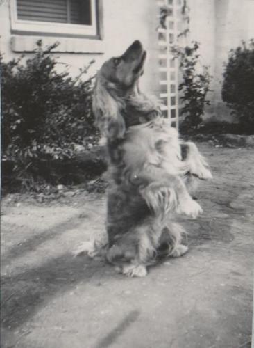 Honey, the Potter School dog