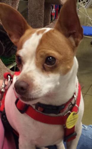 Adopt a Friend: Gizmo