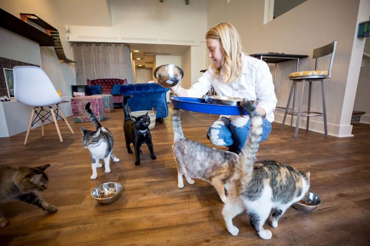 Bloomington cat café opens for business, pet fostering