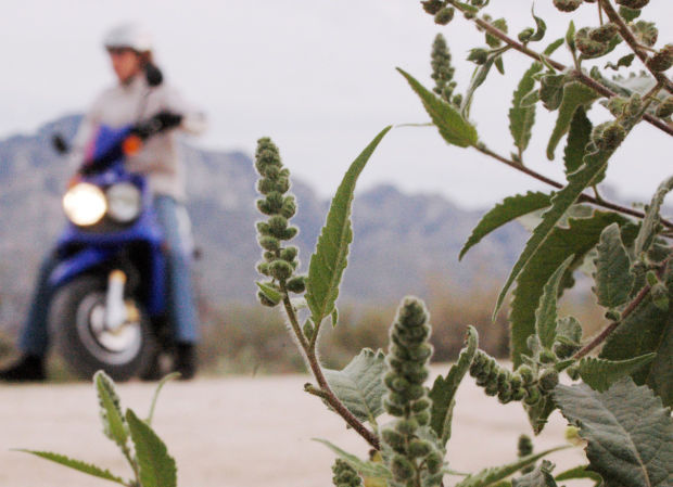 Ragweed