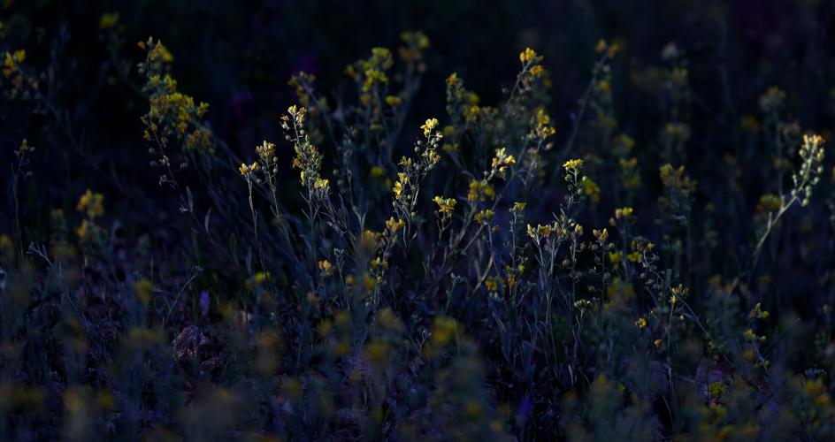 Tucson weather: Sunny all week