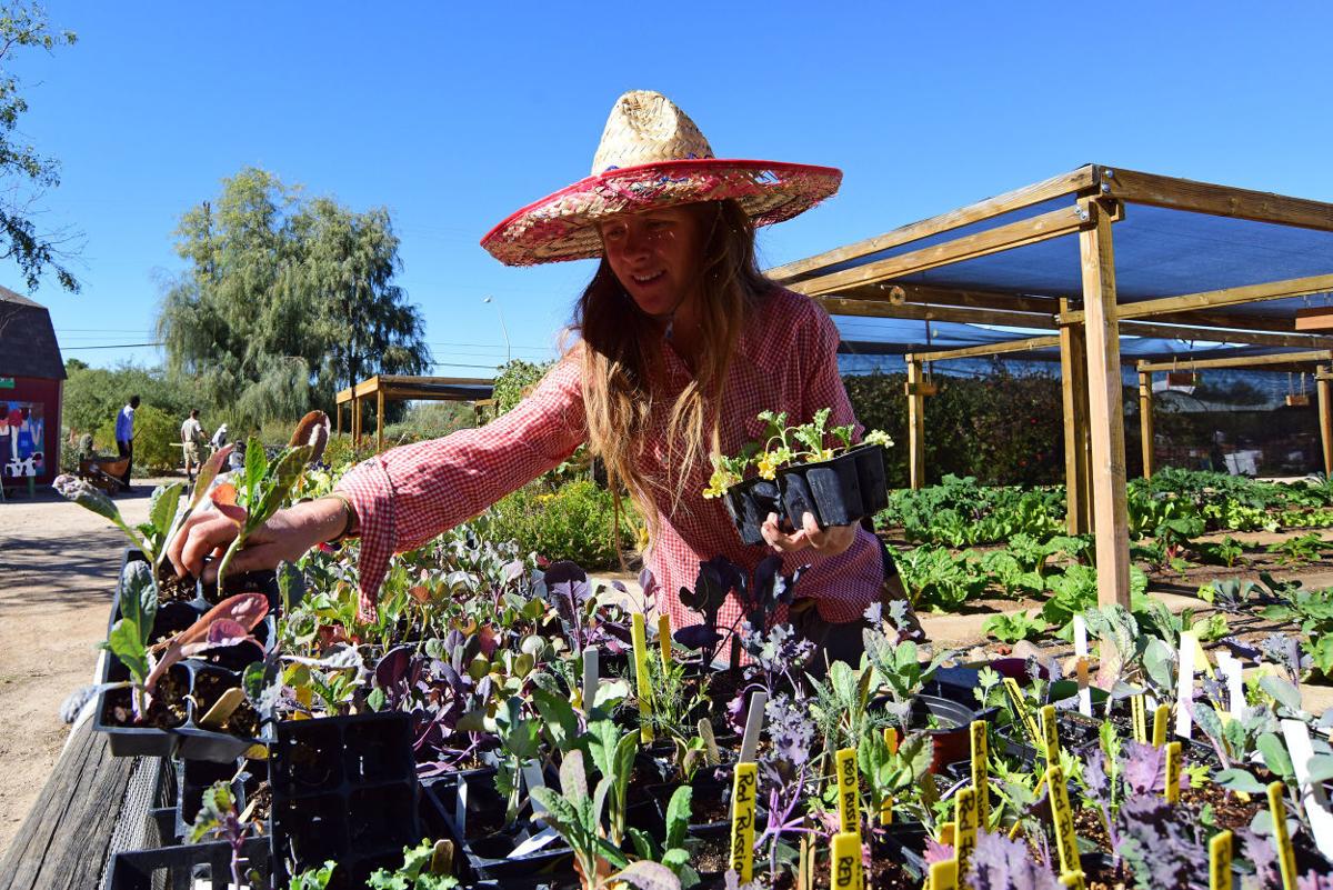 Tucson Village Farm Celebrates Harvest Festival Local News