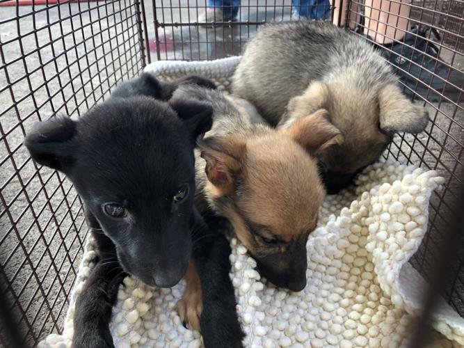 Pima Animal Care Center