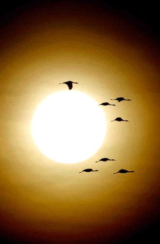 Sandhill cranes in Arizona