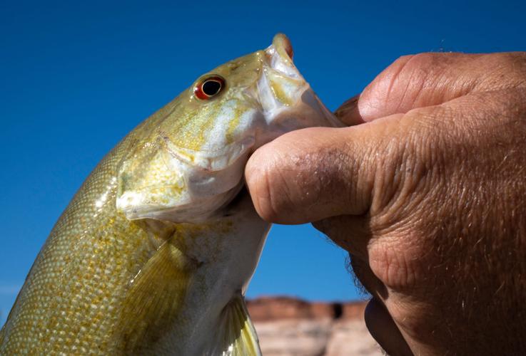 Feds nix Grand Canyon fish protection flows
