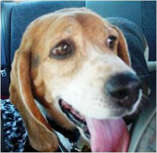 Adopt A Friend: Woody