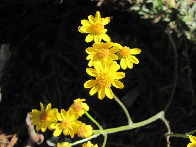 Yellow blooms in the mountains