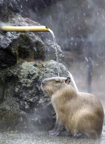 A capybara in Japan