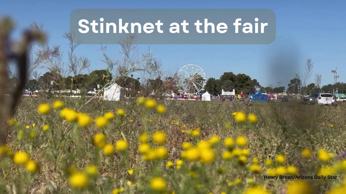 Weed pull targets stinknet plants at Pima County Fairgrounds Local