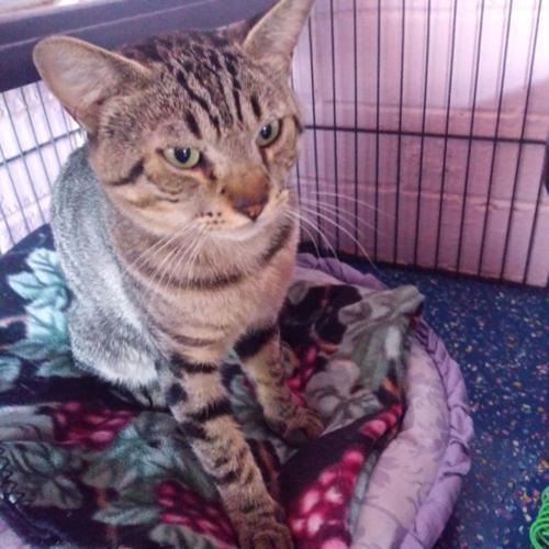 Adopt a friend: Micah