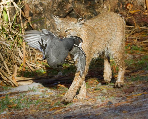 Bobcats in Tucson, 2023