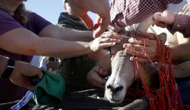 Bighorn sheep capture