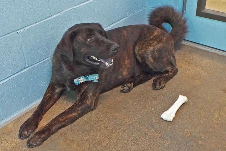 Adopt a friend: Takeda