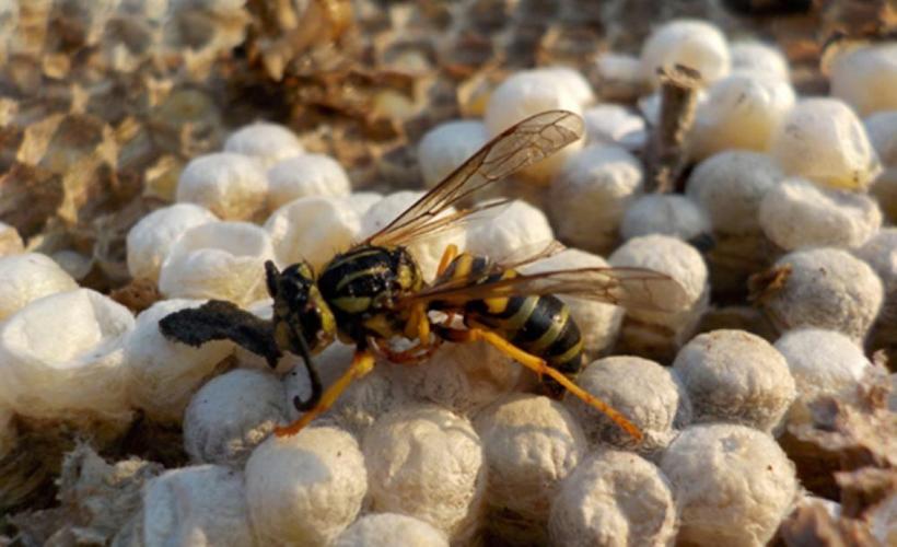 Wasp.jpg