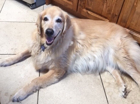 Adopt a Friend: Joshua