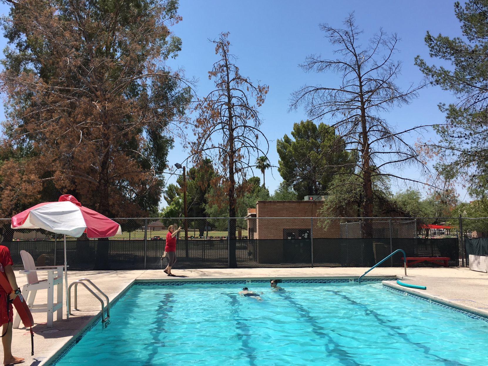 Steller Column Tree By Tree Tucson Losing Big Shade Pines