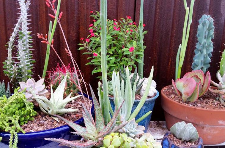 Arid Adaptions Nursery