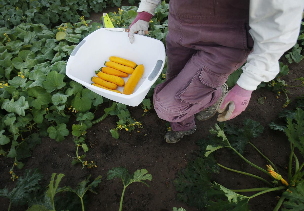 Arizona farming