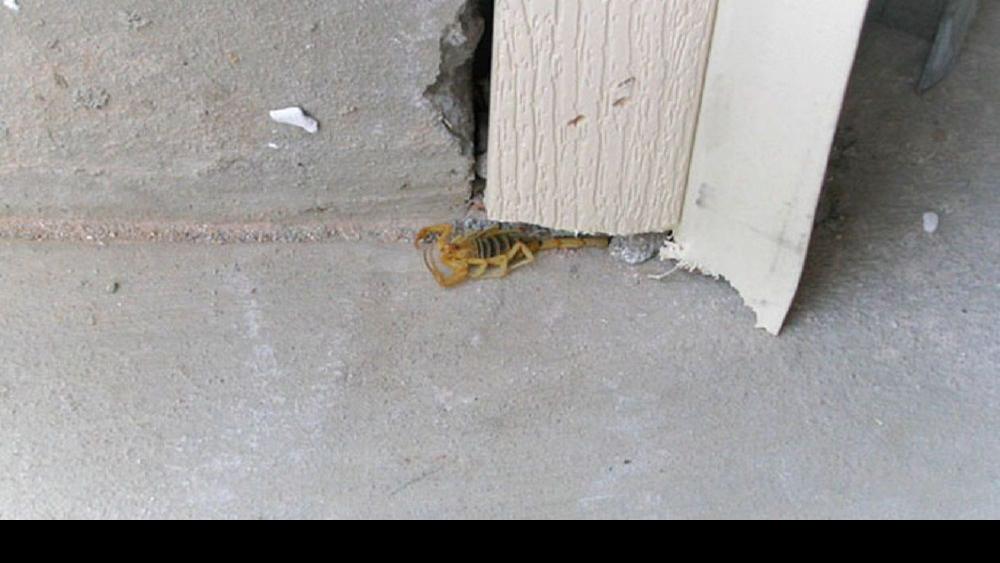 What Tucson & Southern AZ Homeowners Should Know About Scorpions