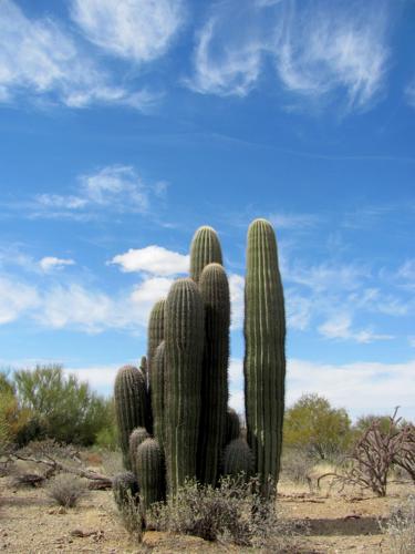 Clouds over cactus cluster