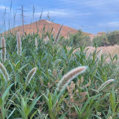 Give Weeds a Second Glance!