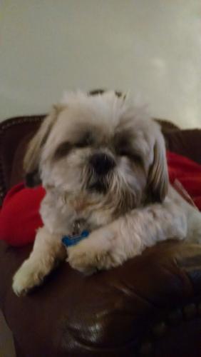 Happy National Dog Day!