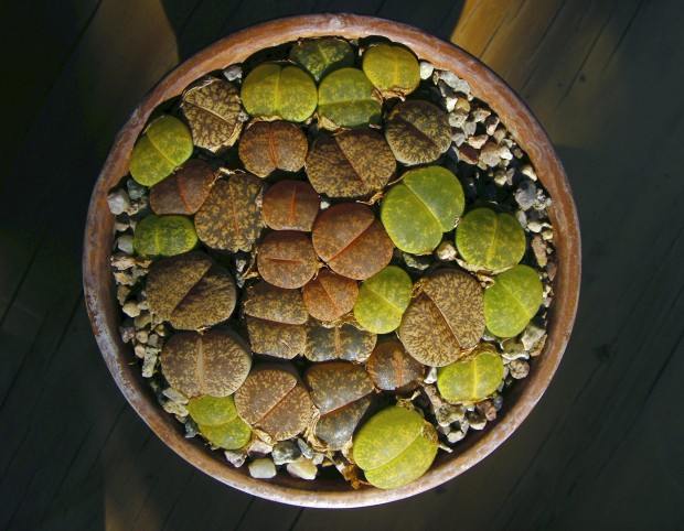 Bizarre botanicals beckon at midtown oasis   