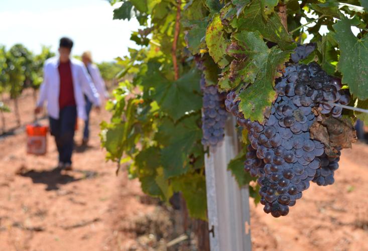 Rancho Rossa Vineyards