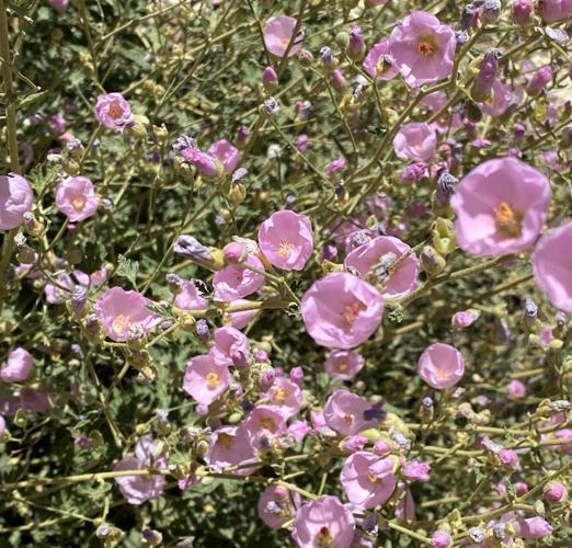 Lavender globe mallow