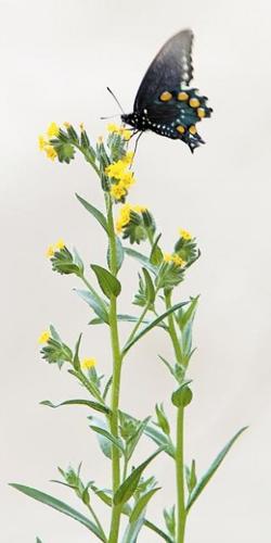 Wildflowers: Grow wild grow free  