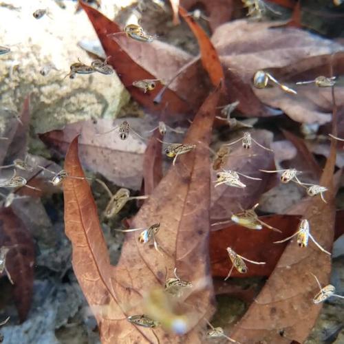 Beyond the Surface: Life Inside a Spring