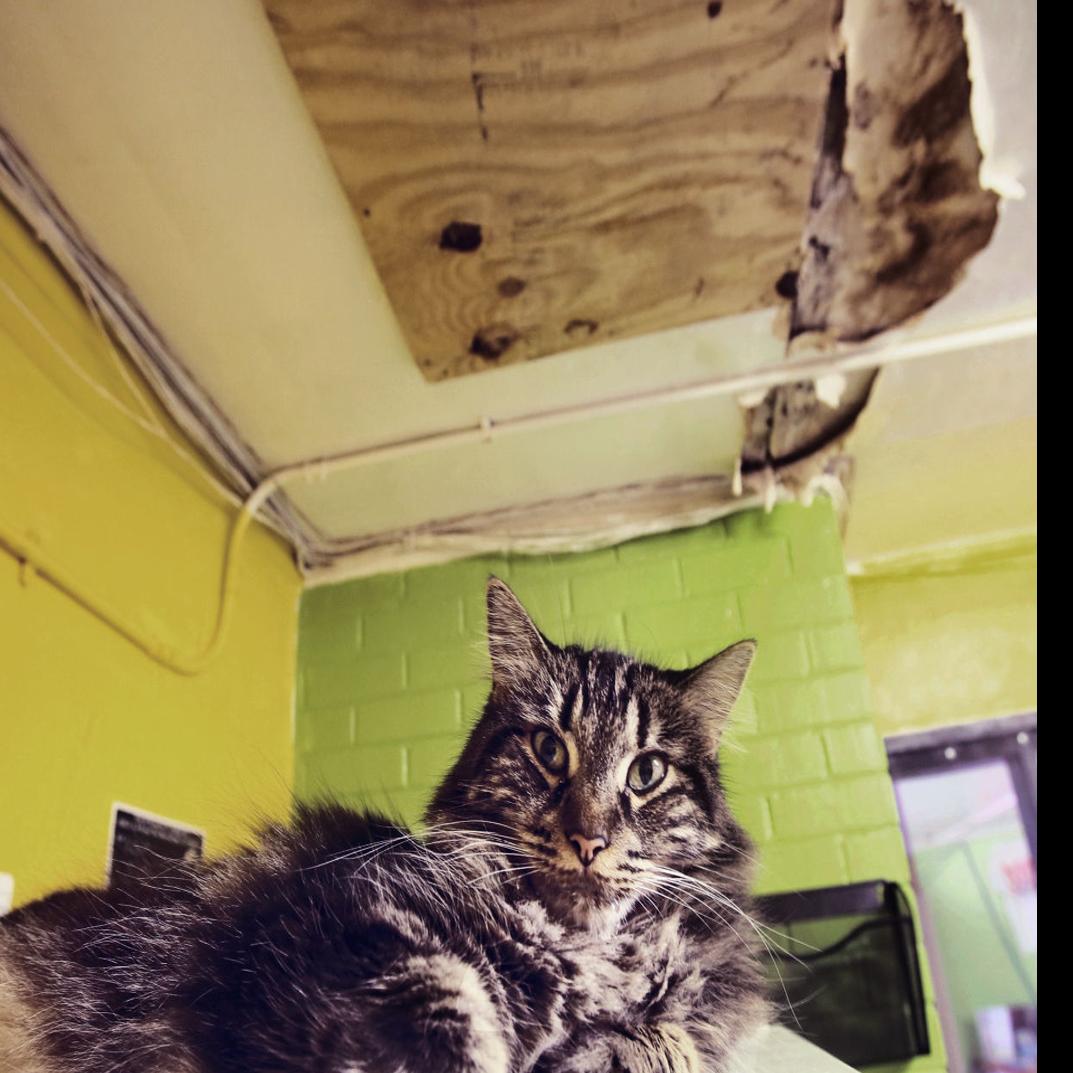 Nonprofits Wish List Art And Building Supplies Pet Food Local