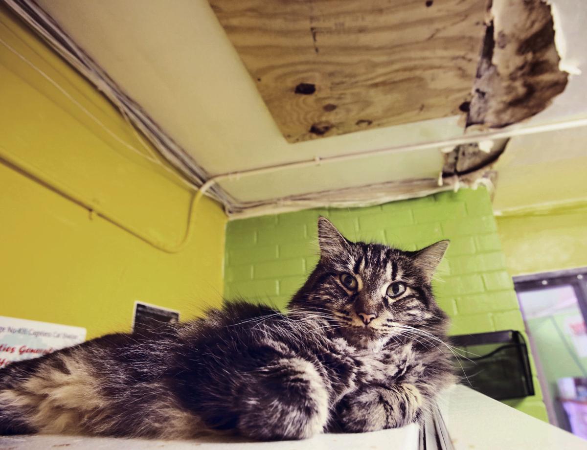 ‘Falling apart’ cat shelter seeks rebuilding help Local news
