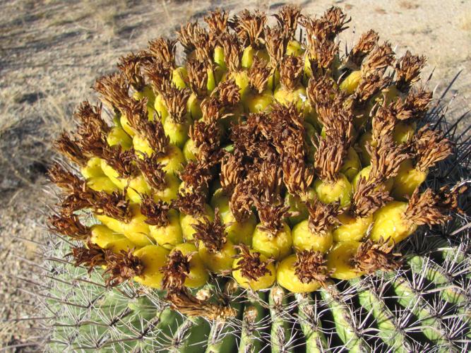 Barrel cactus