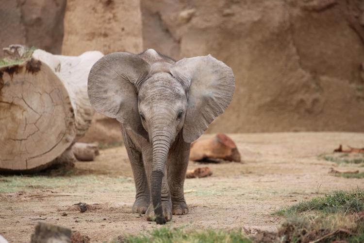 Reid Park Zoo, baby elephant