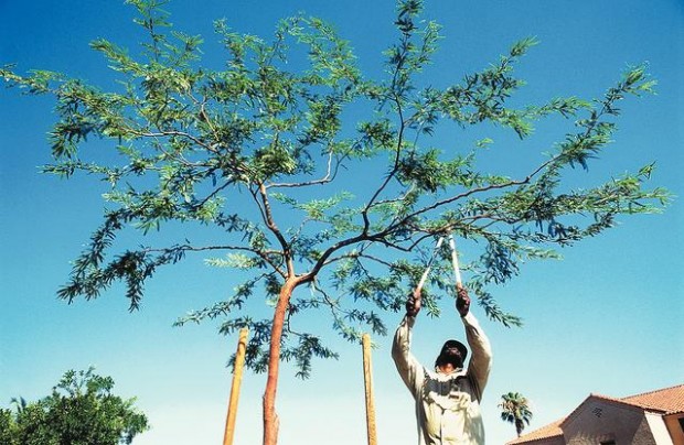 Warmth, wind mean misery as allergy season starts early  