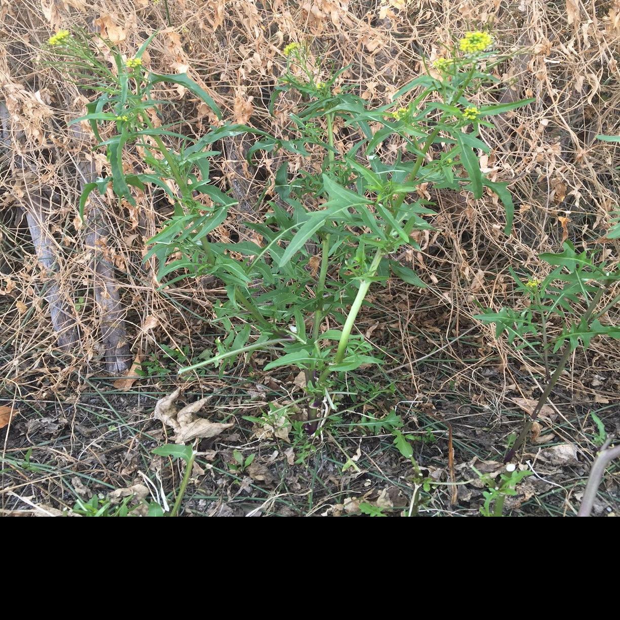 Dealing With Weeds In The Winter Grass Tucson Com