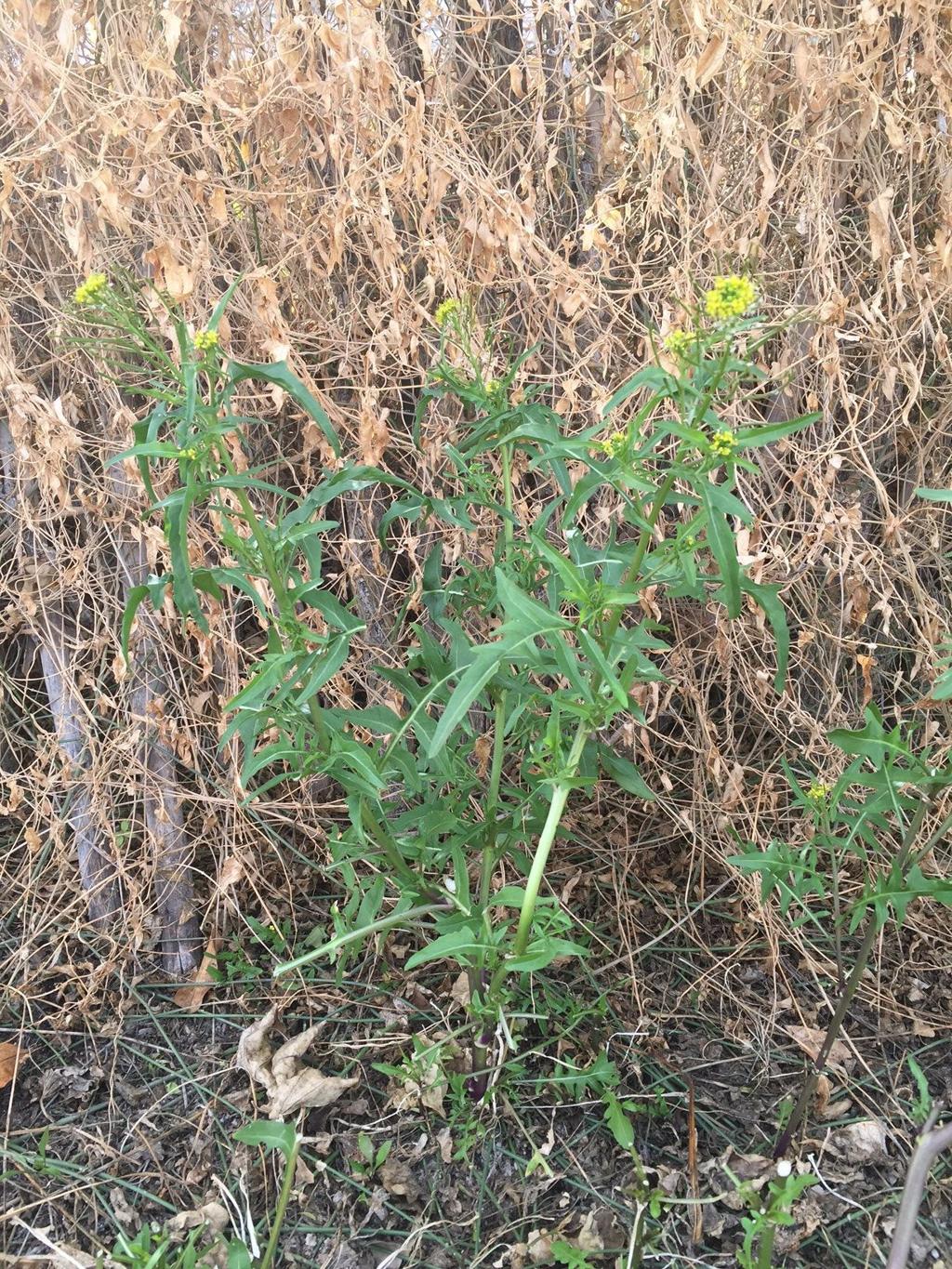 Dealing With Weeds In The Winter Grass Tucson Com