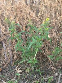 Dealing with weeds in the winter grass