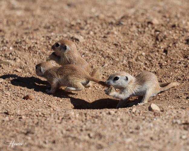 Rancher and artist retired in Tucson still makes art