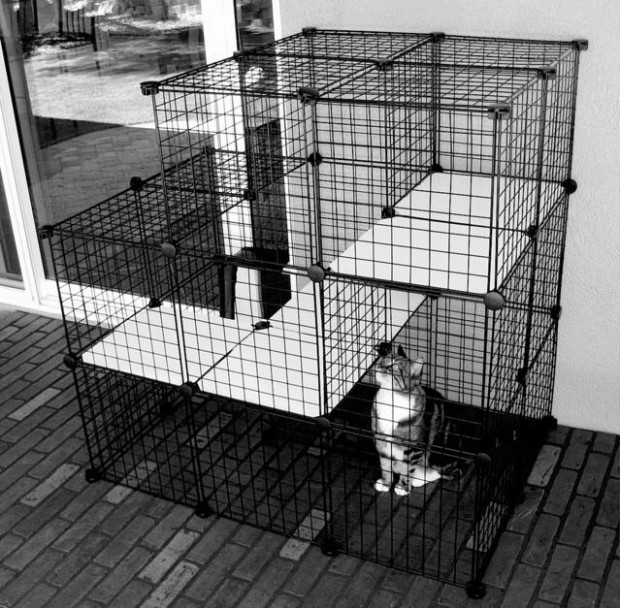 Outdoor cats are no longer the norm