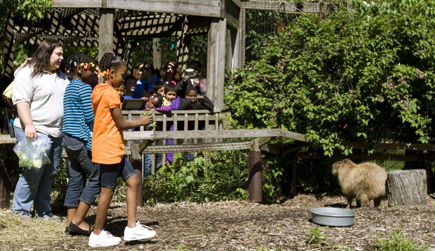 Feeding time for a capybara
