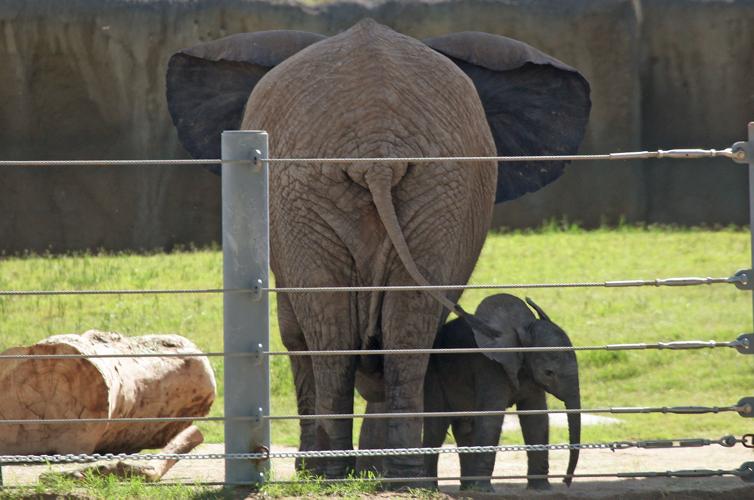 New Reid Park baby elephant