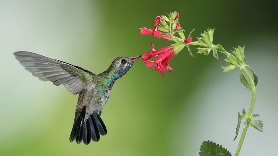 Hummingbird