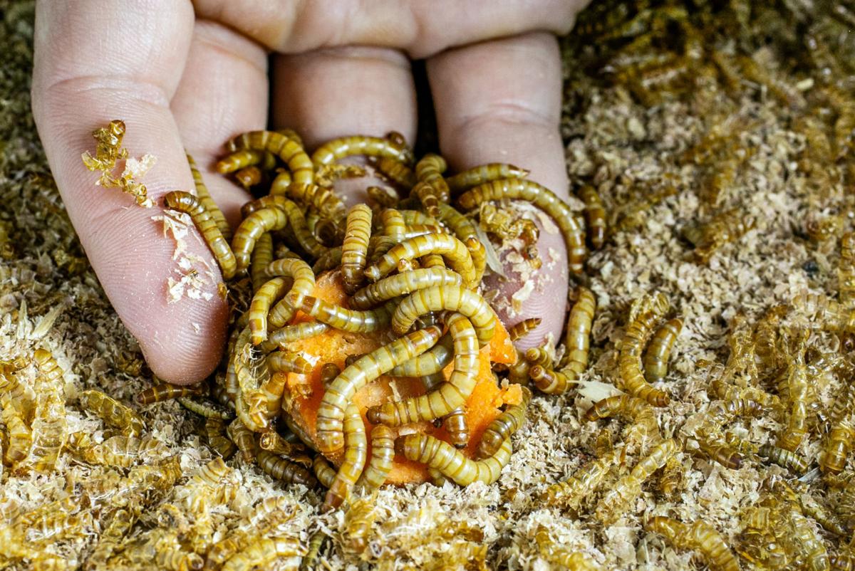 Grubs for lunch: UA graduate student raising bugs for eating — by people