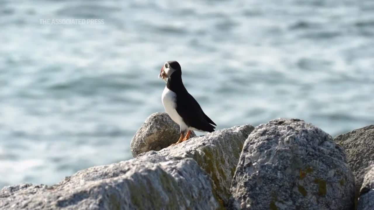 Maine's puffin colonies on the rebound