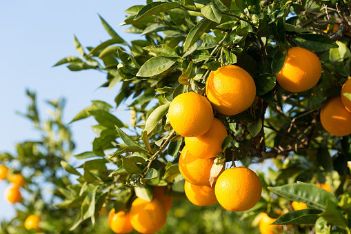 Orange tree