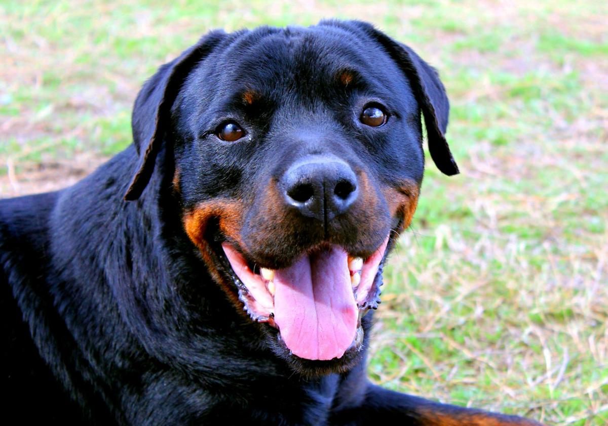 Adopt A Friend