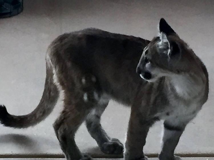 Arizona Game and Fish Young mountain lion visits Foothills patio